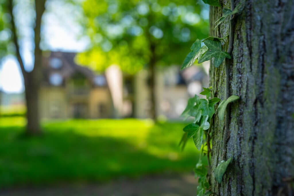 Betreutes Wohnen Unkel mit Rheinpark Residenz direkt am Rhein.